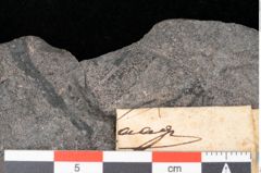 Foto (Detailansicht) von Thaumatopteris muensteri Goeppert (NHMW-GEO-2024-0188-10514)